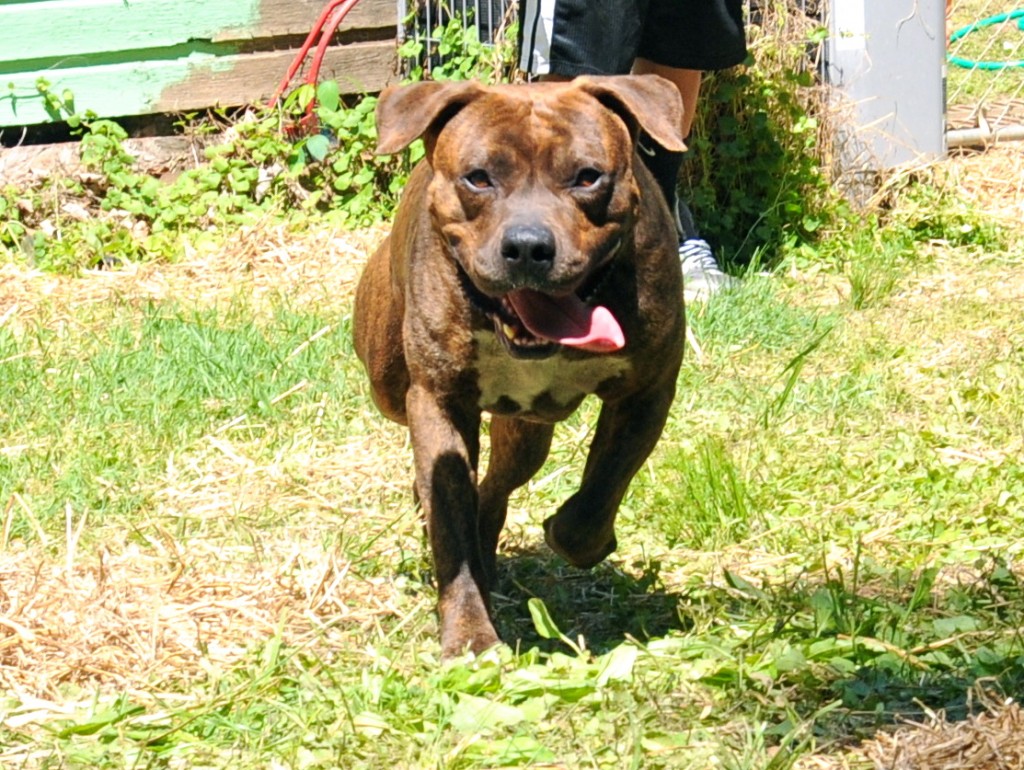 runningbrindle