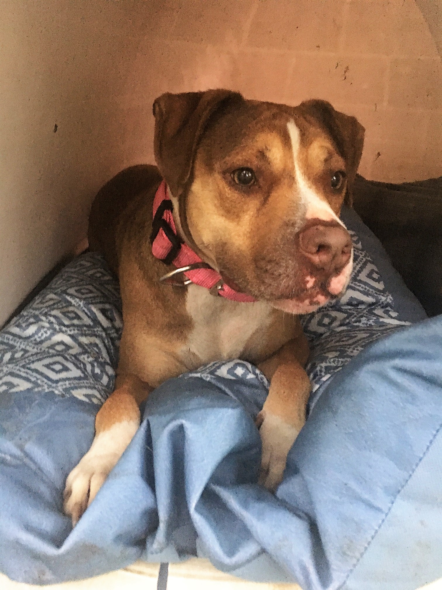 Beyond the Fences: The Shocking Real Reason Skywalker Ranch Changed Everything Forever