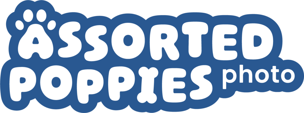 Assorted Poppies photo