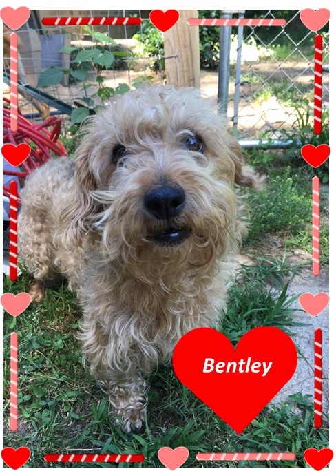 Bentley