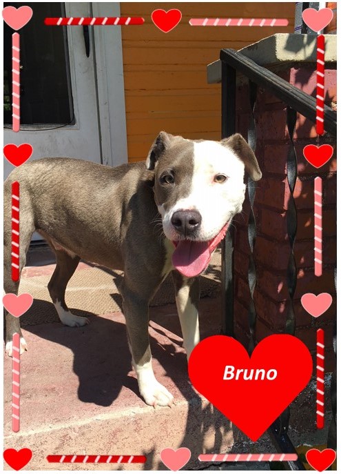 Bruno