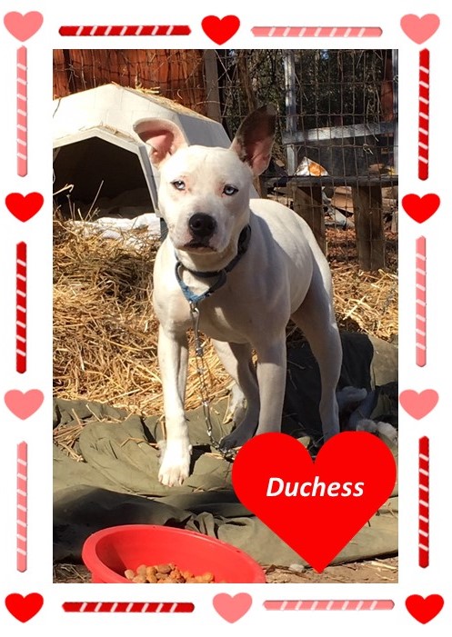 Duchess