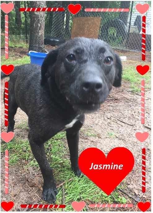 Jasmine